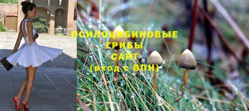 Псилоцибиновые грибы Psilocybine cubensis Бугульма